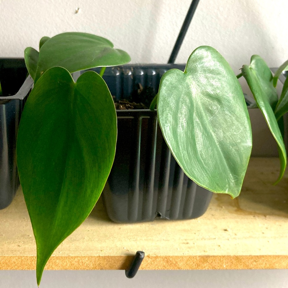 Philodendron Heartleaf plant